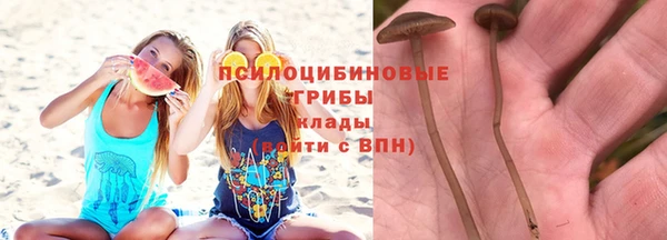 гашик Гатчина